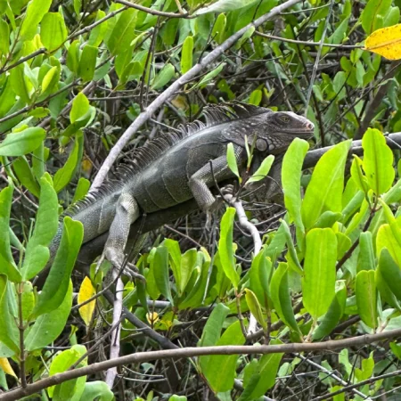 mangrove terraba sierpe iguana