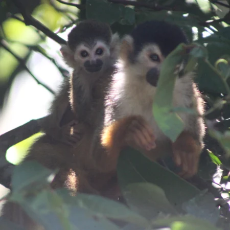 mangrove terraba sierpe in bahia ballena