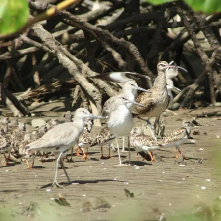 mangrove terraba sierpe