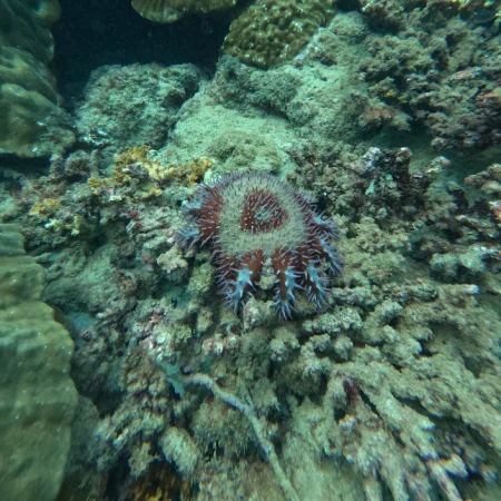 marine-life-cano-island-snorkel