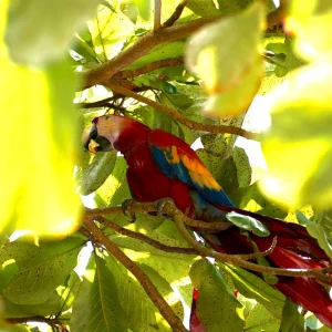 A vibrant scarlet macaw perches on a branch near the San Pedrillo Ranger Station, displaying its striking red and blue feathers.