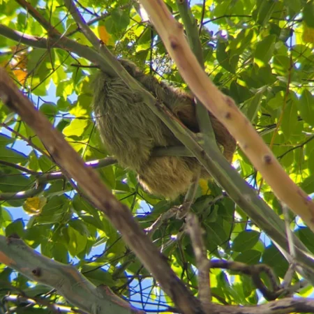 sloth watching - avistamiendo de perezosos