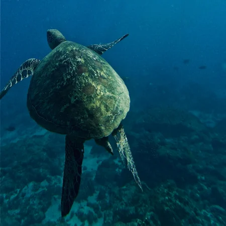 snorkel-cano-island-from-uvita