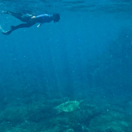 snorkeling-isla-del-caño-ballena-tour