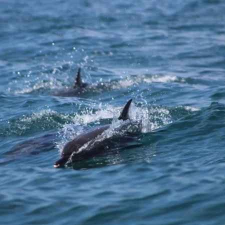 spared-dolphin-near-to-Ballena-Island-5