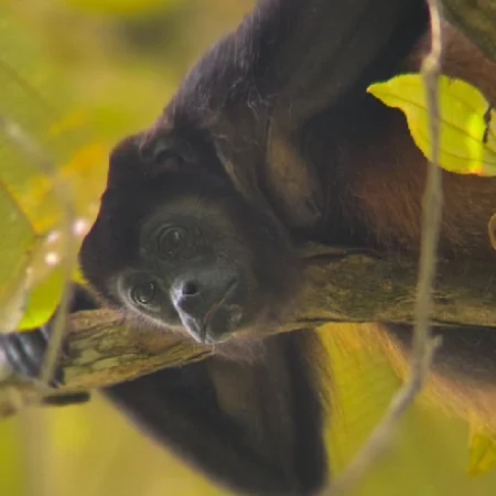 spider monkey - Trek sloth watching - ballena tour de costa rica