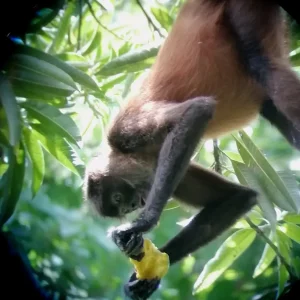 A spider monkey pauses to eat fruit in the San Pedrillo rainforest, surrounded by the dense foliage of the jungle.