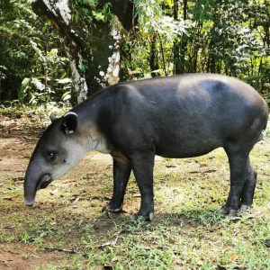 A solitary tapir navigates through the thick underbrush at San Pedrillo Station, displaying its unique features in the wild.