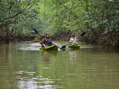 tour de manglar en kayak - ballena tour de costa rica