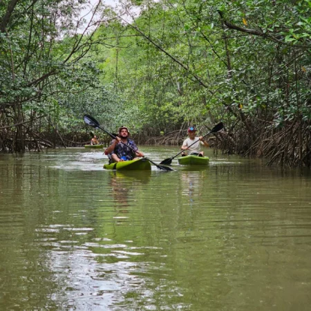 tour de manglar en kayak - ballena tour de costa rica