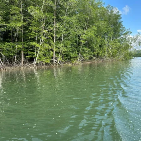 tour de manglar