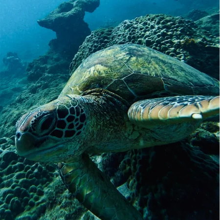 tour-isla-caño-fotos-snorkeling