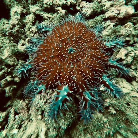 tour-snorkel-isla-del-caño-uvita