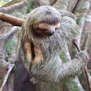 A two-toed sloth clings to a tree branch in San Pedrillo Station, lazily hanging in its natural habitat.