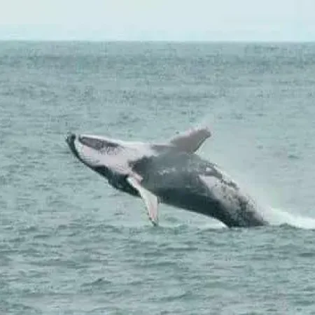 whale