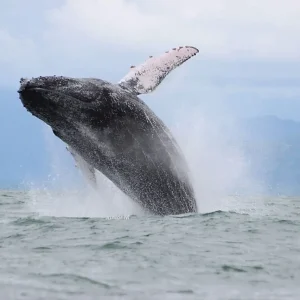 Whale leaping out of the ocean